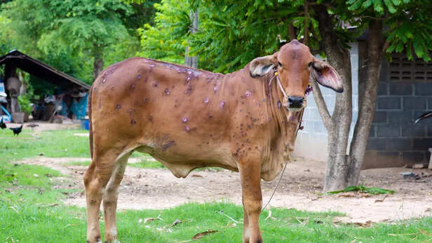 लम्पी स्किन डिजीज को विश्व पशु स्वास्थ्य संगठन ने नोटीफाएबल डिजीज घोषित किया है