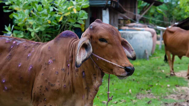 जो दर्द आज फ्रांस के किसान महसूस कर रहे हैं, वही पीड़ा भारत के पशुपालक पिछले कुछ वर्षों से झेल रहे हैं।
