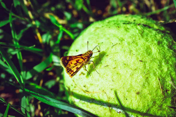 Mini Insect hub for birds and small animals in winter