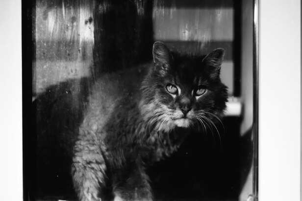 Old cat photos and the memories they hold