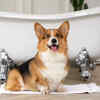 Pembroke Welsh Corgi