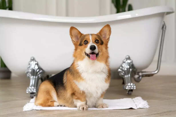 Pembroke Welsh Corgi