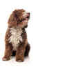 Spanish Water Dog