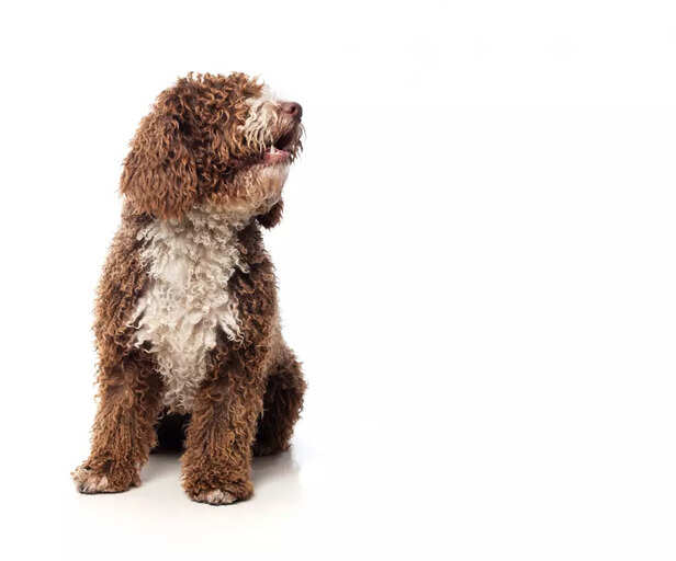 Spanish Water Dog