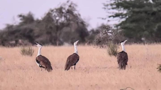 सुप्रीम कोर्ट ने अपने फैसले में इस बात को भी स्वीकार किया कि गोडावण का संरक्षण सिर्फ़ प्रशासनिक नीति नहीं, बल्कि लोक परंपरा और नैतिक जिम्मेदारी का विषय है।