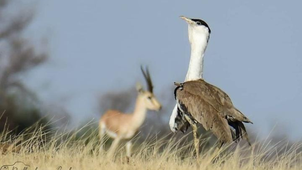 समिति ने राजस्थान में 14,013 वर्ग किलोमीटर को Priority Conservation Area घोषित करने की सिफ़ारिश की।