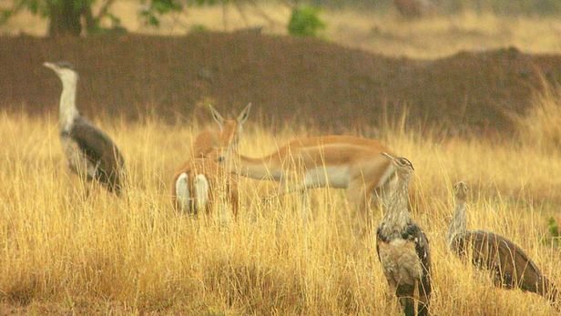 विकास की दौड़ इसी तरह चलती रही, तो गोडावण सिर्फ़ तस्वीरों, किताबों और लोककथाओं तक सीमित रह जाएगा।