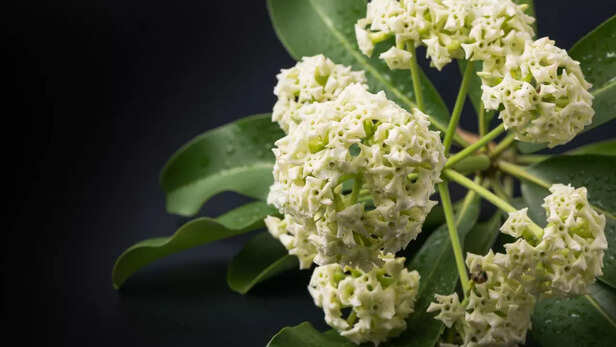 पराग यानी पौधों के प्रजनन कण, जो हवा के ज़रिए फैलते हैं।