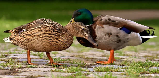 ducks