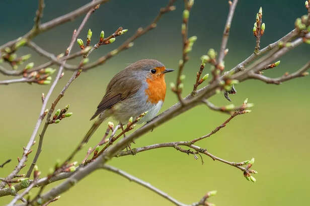 robin