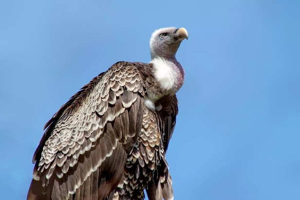 vulture