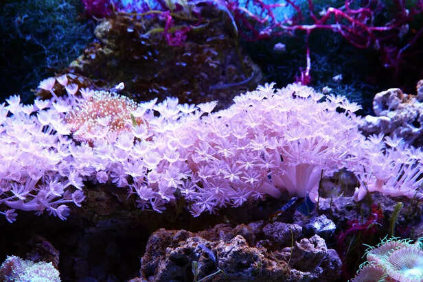 coral