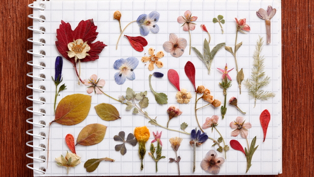 CSIR–NBRI का यह प्रमाणपत्र कोर्स उन लोगों के लिए एक बेहतरीन मौका है, जो किताबों से आगे जाकर हाथों से सीखना चाहते हैं और प्रकृति को समझकर उसकी रक्षा में भूमिका निभाना चाहते हैं।