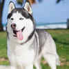 Siberian Husky with Striking Blue Eyes Standing Outdoor