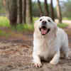 Beautiful Golden Retriever Relaxing Outdoors in Nature