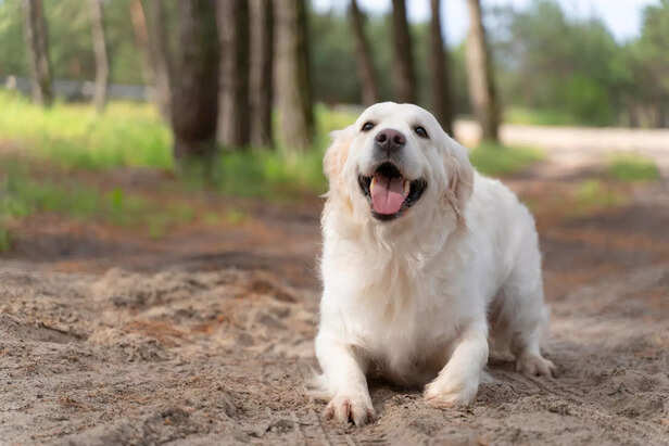Beautiful Golden Retriever Relaxing Outdoors in Nature