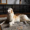 Elegant Afghan Hound Resting Indoors with Flowing Coat