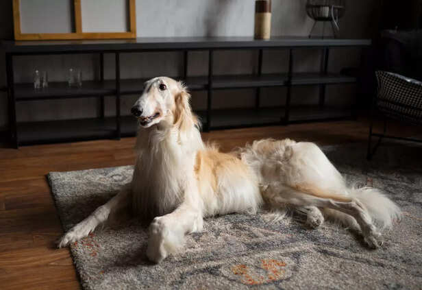 Elegant Afghan Hound Resting Indoors with Flowing Coat