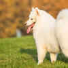 Fluffy White Samoyed Standing Gracefully on Green Grass