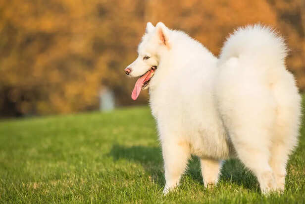 Fluffy White Samoyed Standing Gracefully on Green Grass