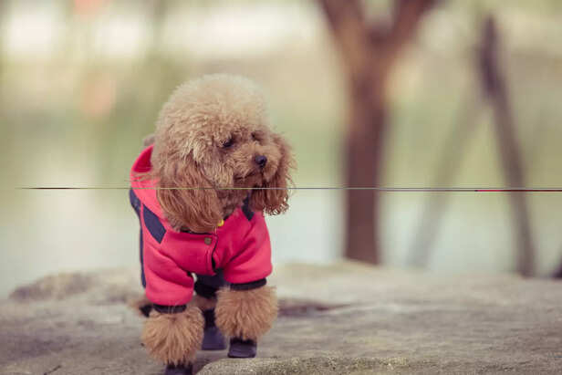 Warm winter clothes for dog