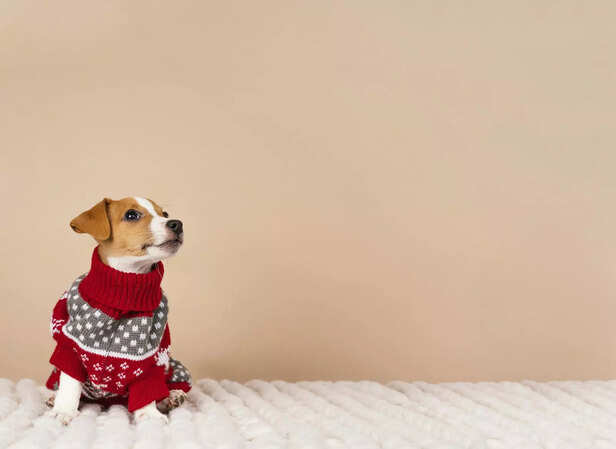 Pet dog in cozy winter clothes