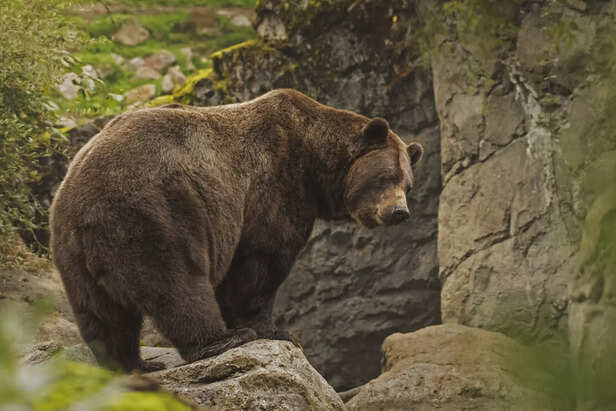 When Alone, Bears Can be Deadly