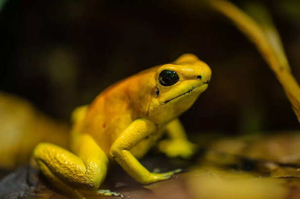 A Poison Dart Frog has the Venom to Kill 10 Human Beings