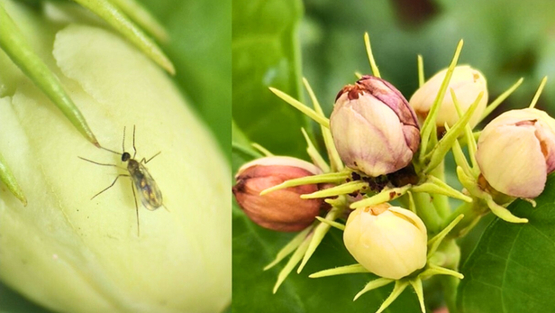 मदुरै मल्ली से कन्नौज तक: चमेली की खेती पर मंडराता नया कीट संकट