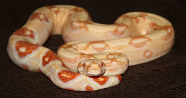 When Justin Bieber owned a pet snake