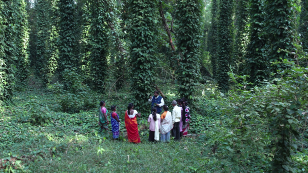 छत्तीसगढ़ के किसान राजाराम त्रिपाठी