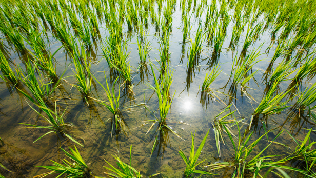 Sub1 किस्मों से बदली कहानी? भारत में धान और बाढ़ का नया रिश्ता