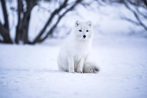 Arctic Fox Cold Adaptation