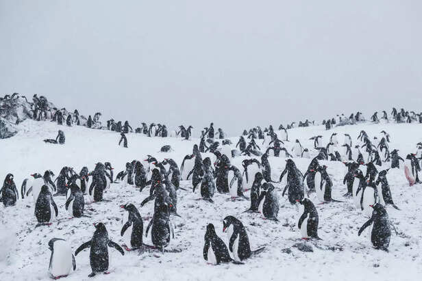 Penguins Surviving Antarctic Winter
