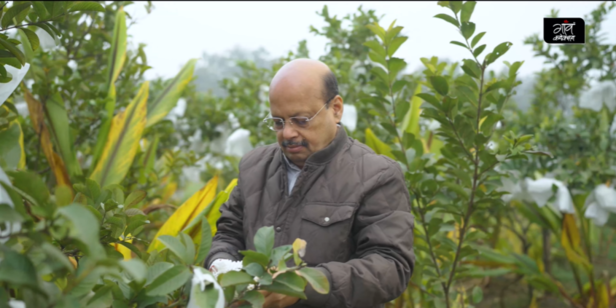 फलों को कीड़ों से बचाने के लिए वे ‘बैगिंग तकनीक’ अपनाते हैं, यानी हर अमरूद को एक पेपर बैग से ढँक दिया जाता है।