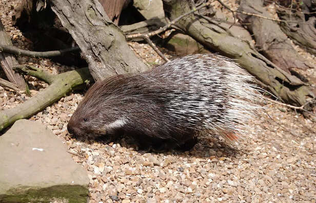 porcupine