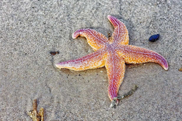starfish