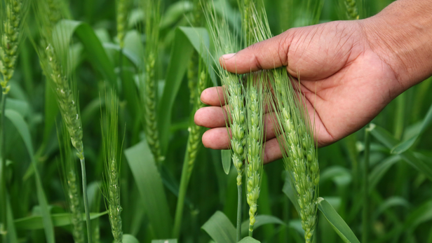 IMD का मौसमी पूर्वानुमान: जनवरी में ठंड और शीतलहर वाले दिन बढ़ने के संकेत