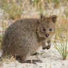 Happy Quokka