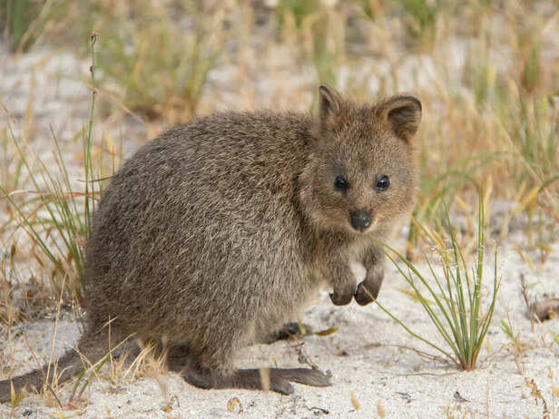 Happy Quokka
