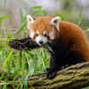 Fluffy Red Panda