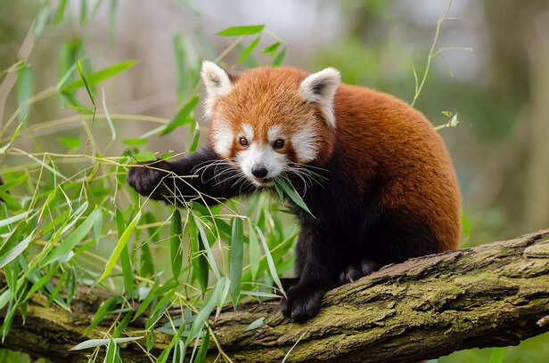 Fluffy Red Panda