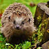 Hedgehog in natural habitat