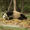 Sleepy Giant Panda