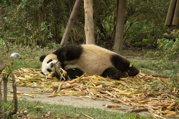 Sleepy Giant Panda