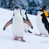 Nature’s Tuxedo Birds