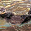 Sea Otter Cuteness