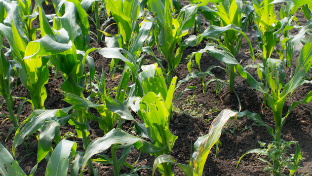 पहले गेहूं, धान, मक्का और सब्ज़ियों में कुछ बीमारियाँ तय मौसम में ही आती थीं।