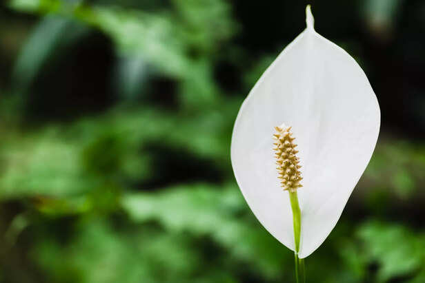 Peace Lillies Thrive in Low-light