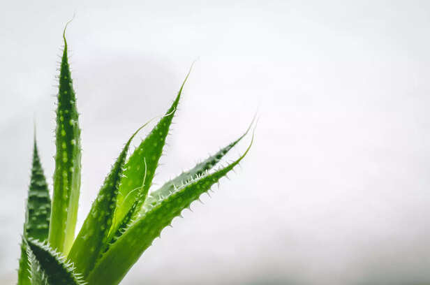Aloe Vera Fiters Out Chemicals in the Air